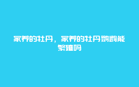 家养的牡丹，家养的牡丹鹦鹉能繁殖吗