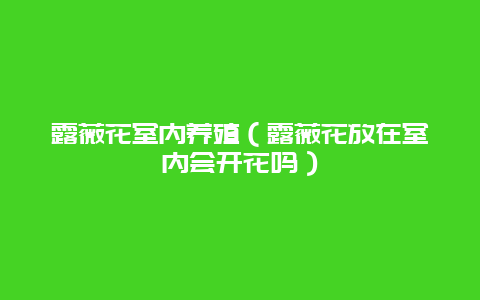 露薇花室内养殖（露薇花放在室内会开花吗）