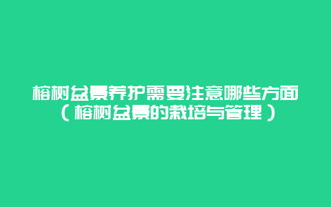 榕树盆景养护需要注意哪些方面（榕树盆景的栽培与管理）