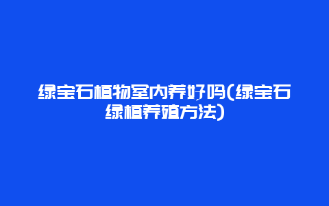 绿宝石植物室内养好吗(绿宝石绿植养殖方法)