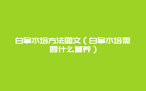 白掌水培方法图文（白掌水培需要什么营养）