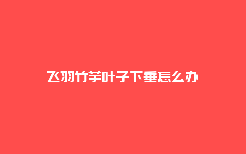 飞羽竹芋叶子下垂怎么办