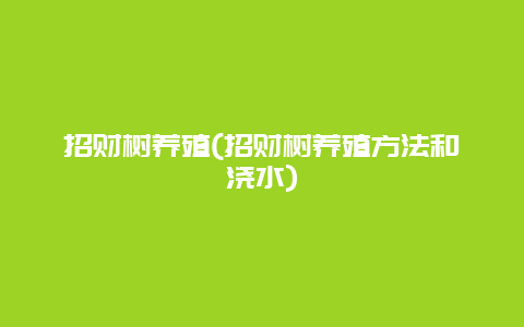 招财树养殖(招财树养殖方法和浇水)