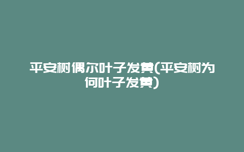 平安树偶尔叶子发黄(平安树为何叶子发黄)