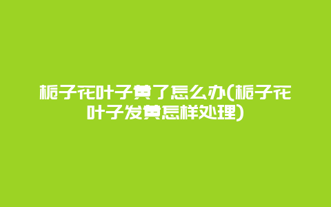 栀子花叶子黄了怎么办(栀子花叶子发黄怎样处理)