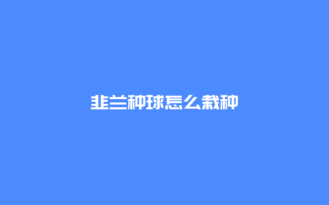 韭兰种球怎么栽种