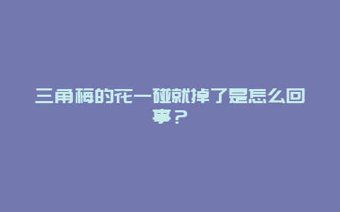 三角梅的花一碰就掉了是怎么回事？