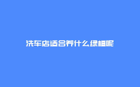 洗车店适合养什么绿植呢