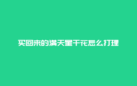 买回来的满天星干花怎么打理