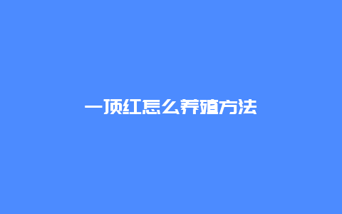 一顶红怎么养殖方法