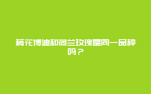 梅花博迪和荷兰玫瑰是同一品种吗？