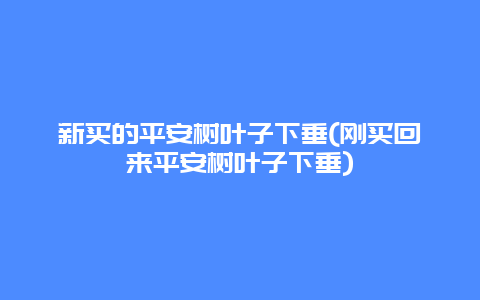 新买的平安树叶子下垂(刚买回来平安树叶子下垂)