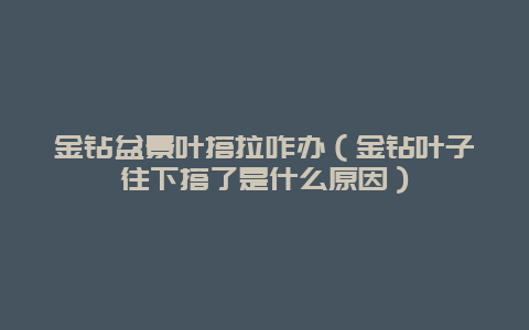 金钻盆景叶搭拉咋办（金钻叶子往下搭了是什么原因）