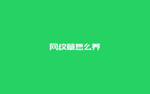 网纹草怎么养