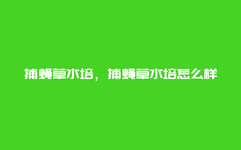 捕蝇草水培，捕蝇草水培怎么样