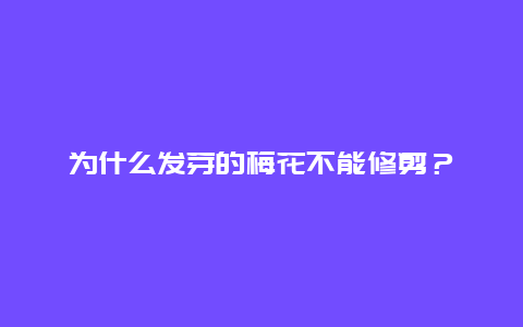 为什么发芽的梅花不能修剪？