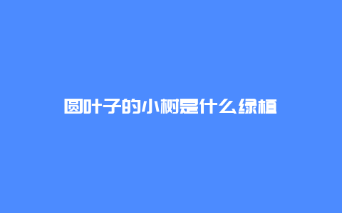 圆叶子的小树是什么绿植