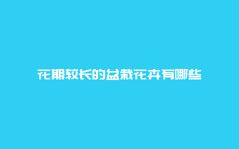 花期较长的盆栽花卉有哪些