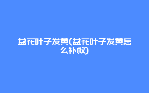 盆花叶子发黄(盆花叶子发黄怎么补救)