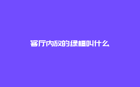 客厅内放的绿植叫什么