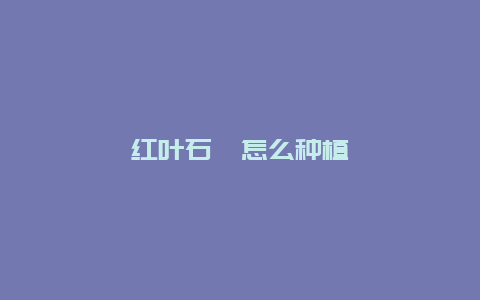 红叶石楠怎么种植