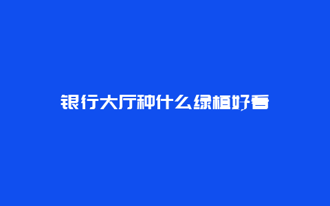 银行大厅种什么绿植好看