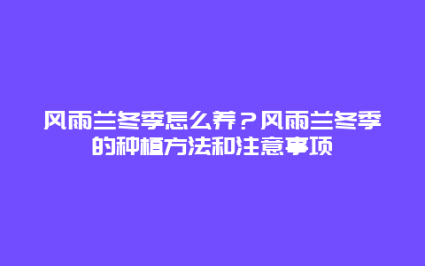 风雨兰冬季怎么养？风雨兰冬季的种植方法和注意事项