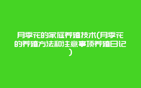 月季花的家庭养殖技术(月季花的养殖方法和注意事项养殖日记)