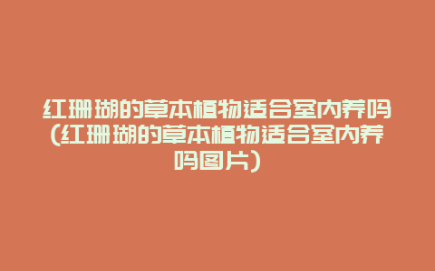 红珊瑚的草本植物适合室内养吗(红珊瑚的草本植物适合室内养吗图片)