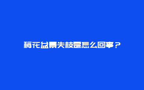 梅花盆景失枝是怎么回事？