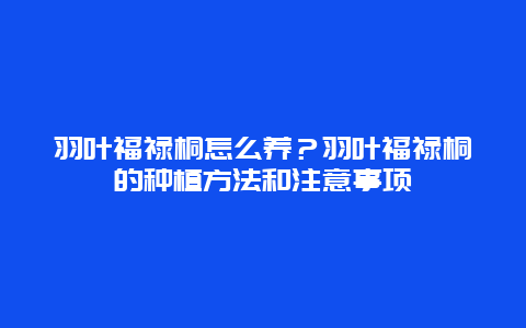 羽叶福禄桐怎么养？羽叶福禄桐的种植方法和注意事项