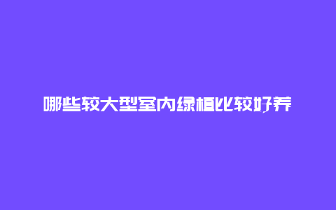 哪些较大型室内绿植比较好养