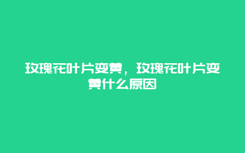 玫瑰花叶片变黄，玫瑰花叶片变黄什么原因