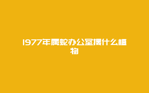 1977年属蛇办公室摆什么植物