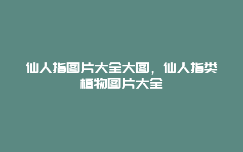 仙人指图片大全大图，仙人指类植物图片大全