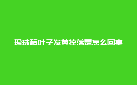 珍珠梅叶子发黄掉落是怎么回事