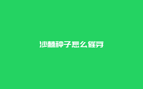 沙棘种子怎么催芽