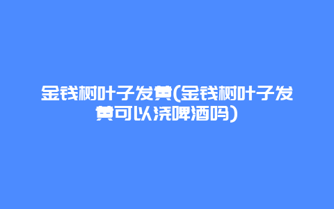 金钱树叶子发黄(金钱树叶子发黄可以浇啤酒吗)