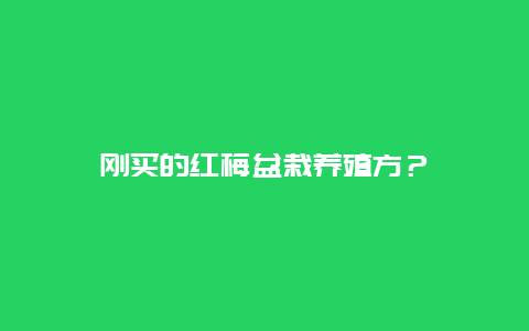 刚买的红梅盆栽养殖方？