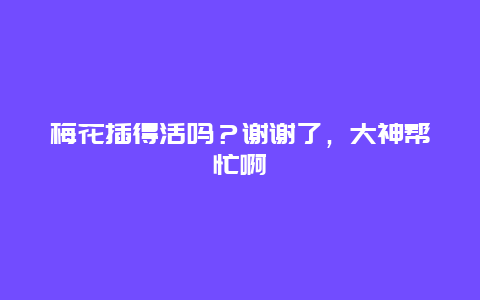 梅花插得活吗？谢谢了，大神帮忙啊