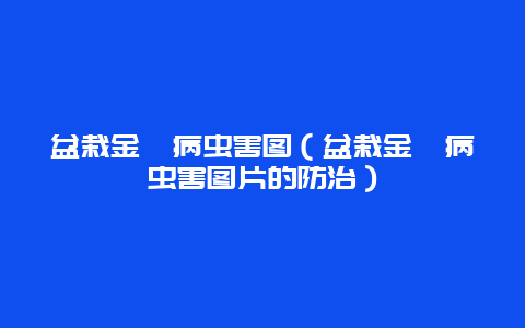 盆栽金桔病虫害图（盆栽金桔病虫害图片的防治）