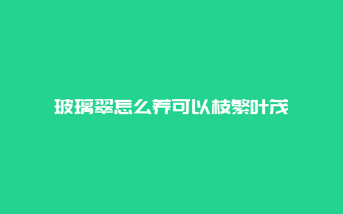 玻璃翠怎么养可以枝繁叶茂