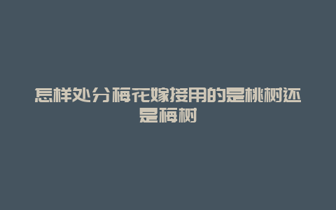 怎样处分梅花嫁接用的是桃树还是梅树