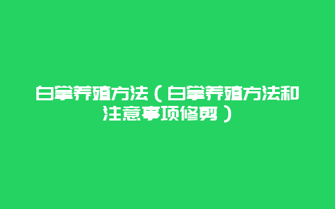 白掌养殖方法（白掌养殖方法和注意事项修剪）