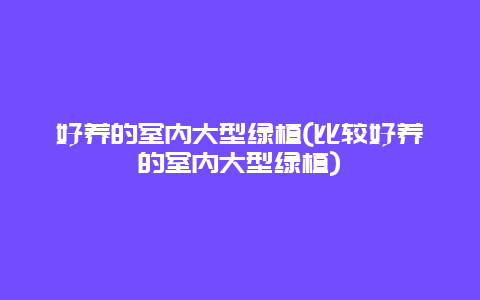 好养的室内大型绿植(比较好养的室内大型绿植)