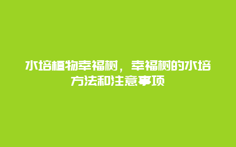 水培植物幸福树，幸福树的水培方法和注意事项