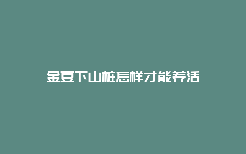 金豆下山桩怎样才能养活