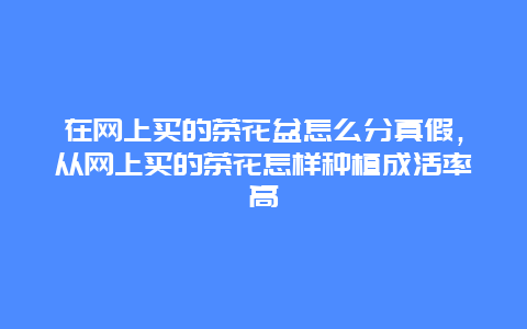 在网上买的茶花盆怎么分真假，从网上买的茶花怎样种植成活率高