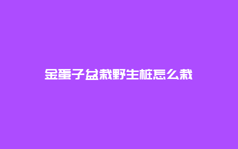 金蛋子盆栽野生桩怎么栽