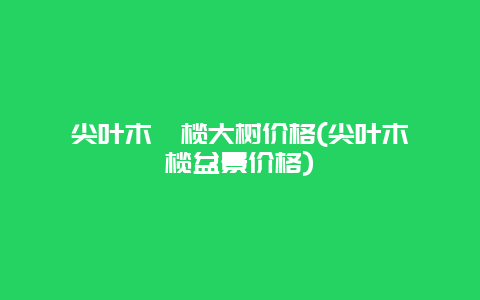 尖叶木樨榄大树价格(尖叶木樨榄盆景价格)